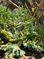 JUNIPER & SPRUCE | hydrosol blend