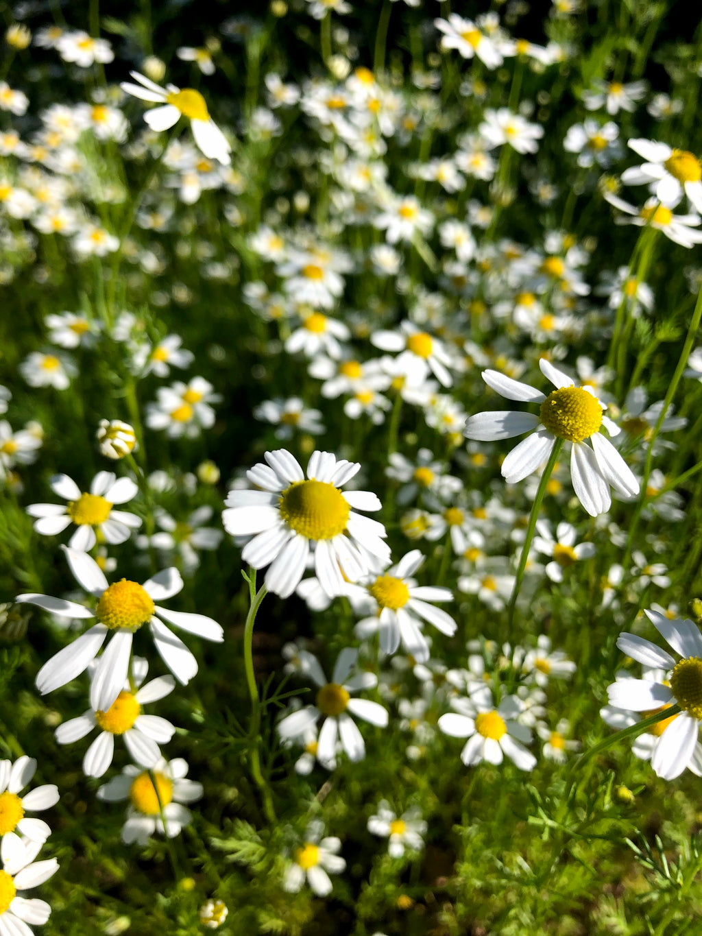COOLING CHAMOMILE | hydrosol mist