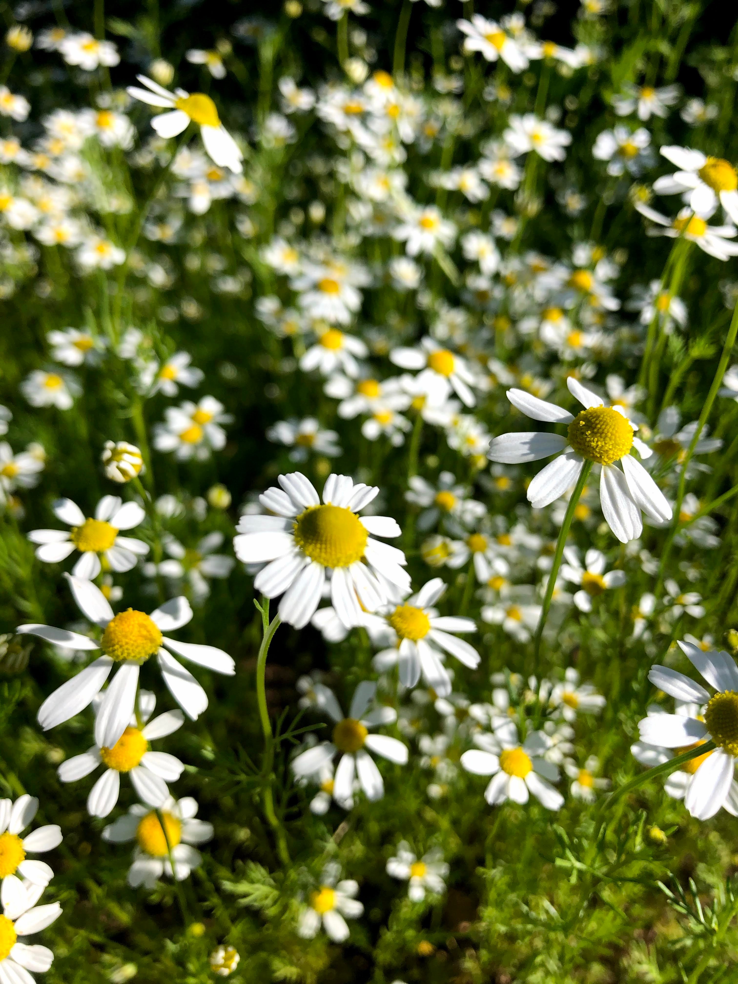 COOLING CHAMOMILE | hydrosol mist