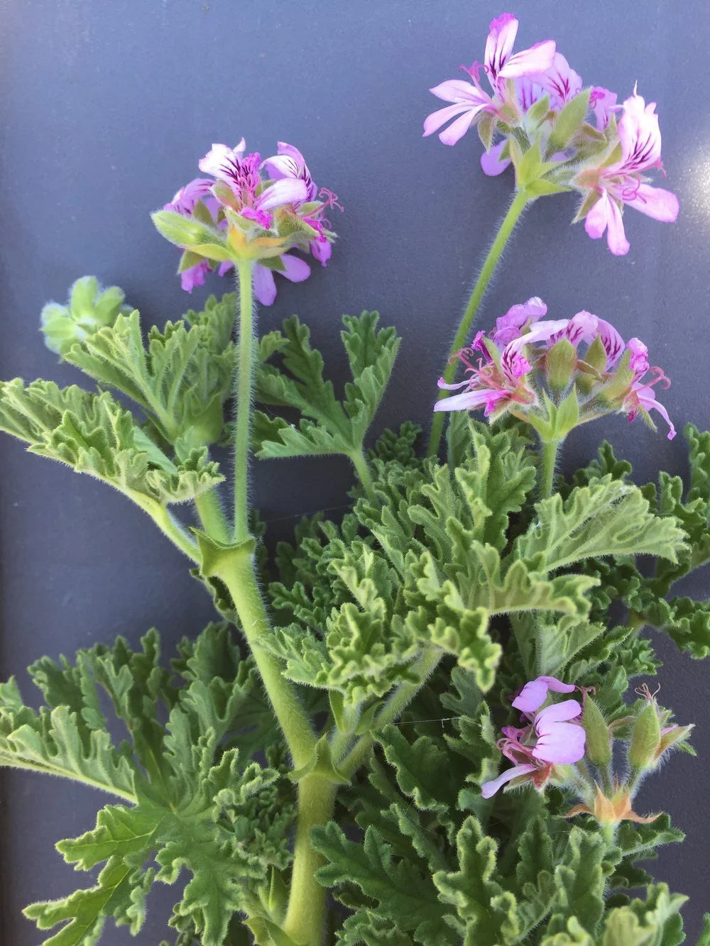 ROSE GERANIUM | hydrosol mist
