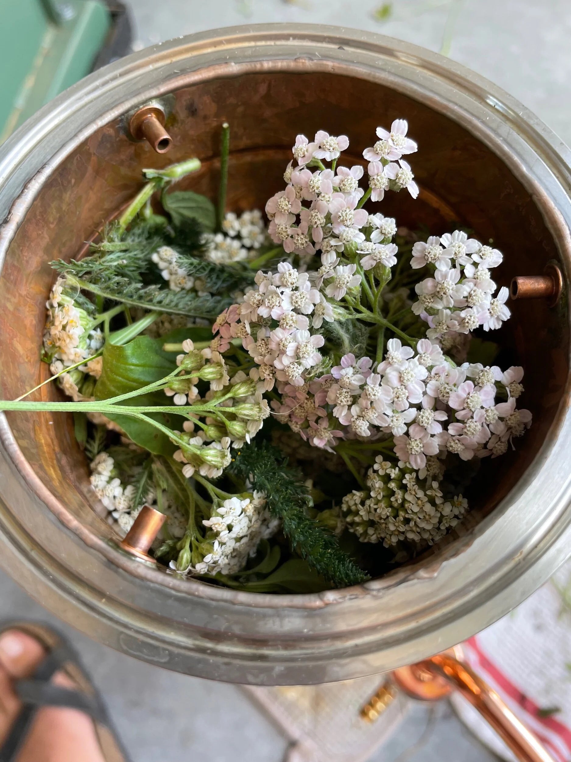 SAGE & ROSE | hydrosol blend