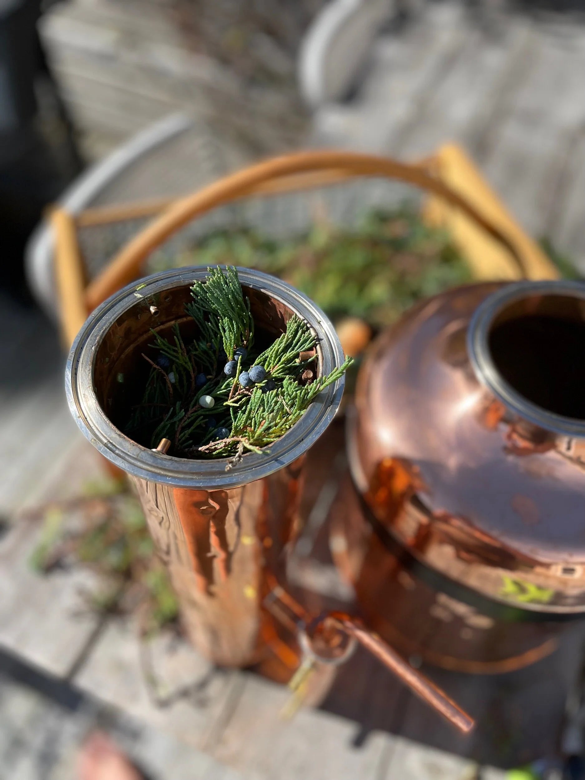 JUNIPER & SPRUCE | hydrosol blend