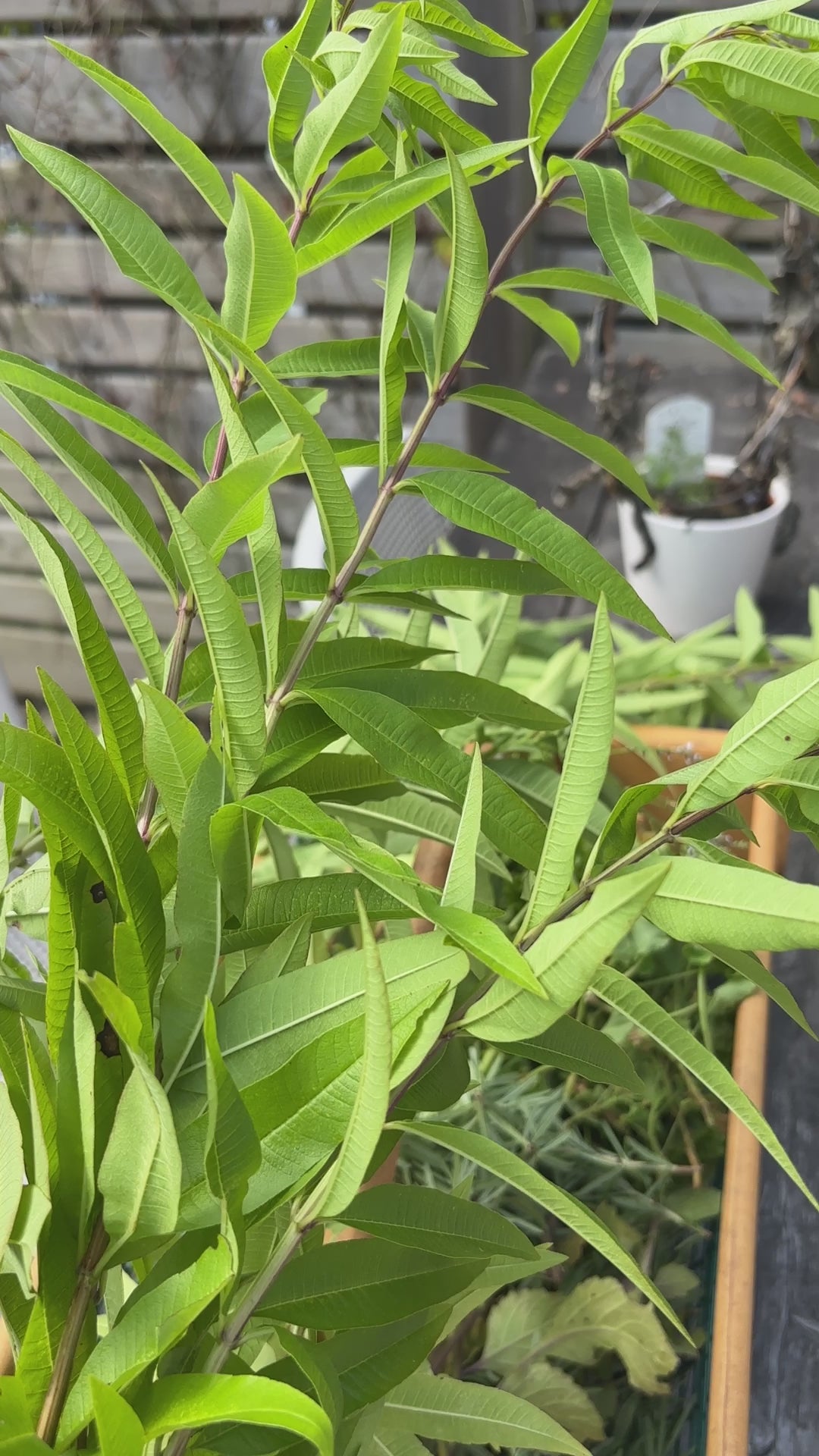 LEMON VERBENA & ROSMARY | hydrosol blend