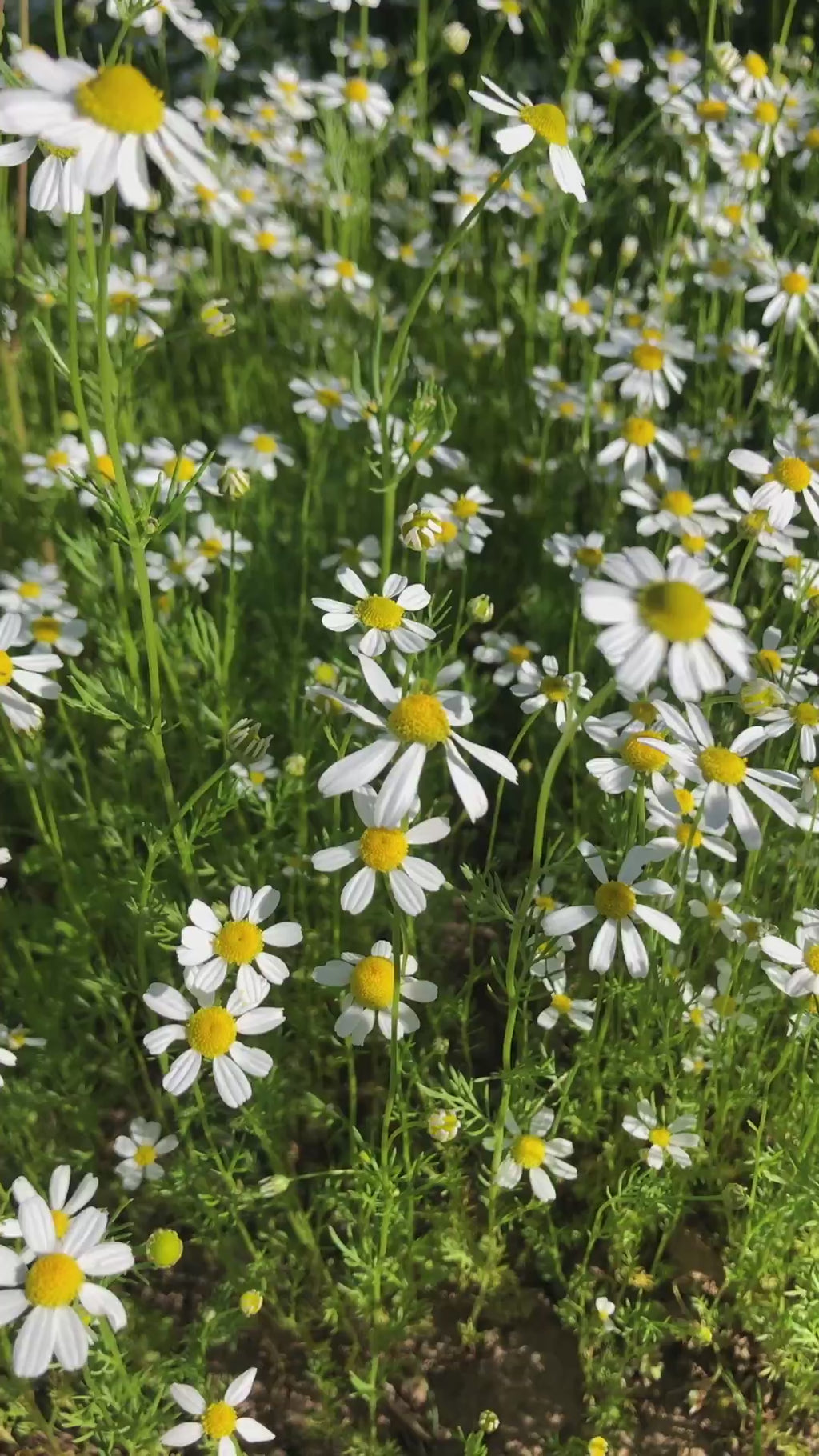 COOLING CHAMOMILE | hydrosol mist