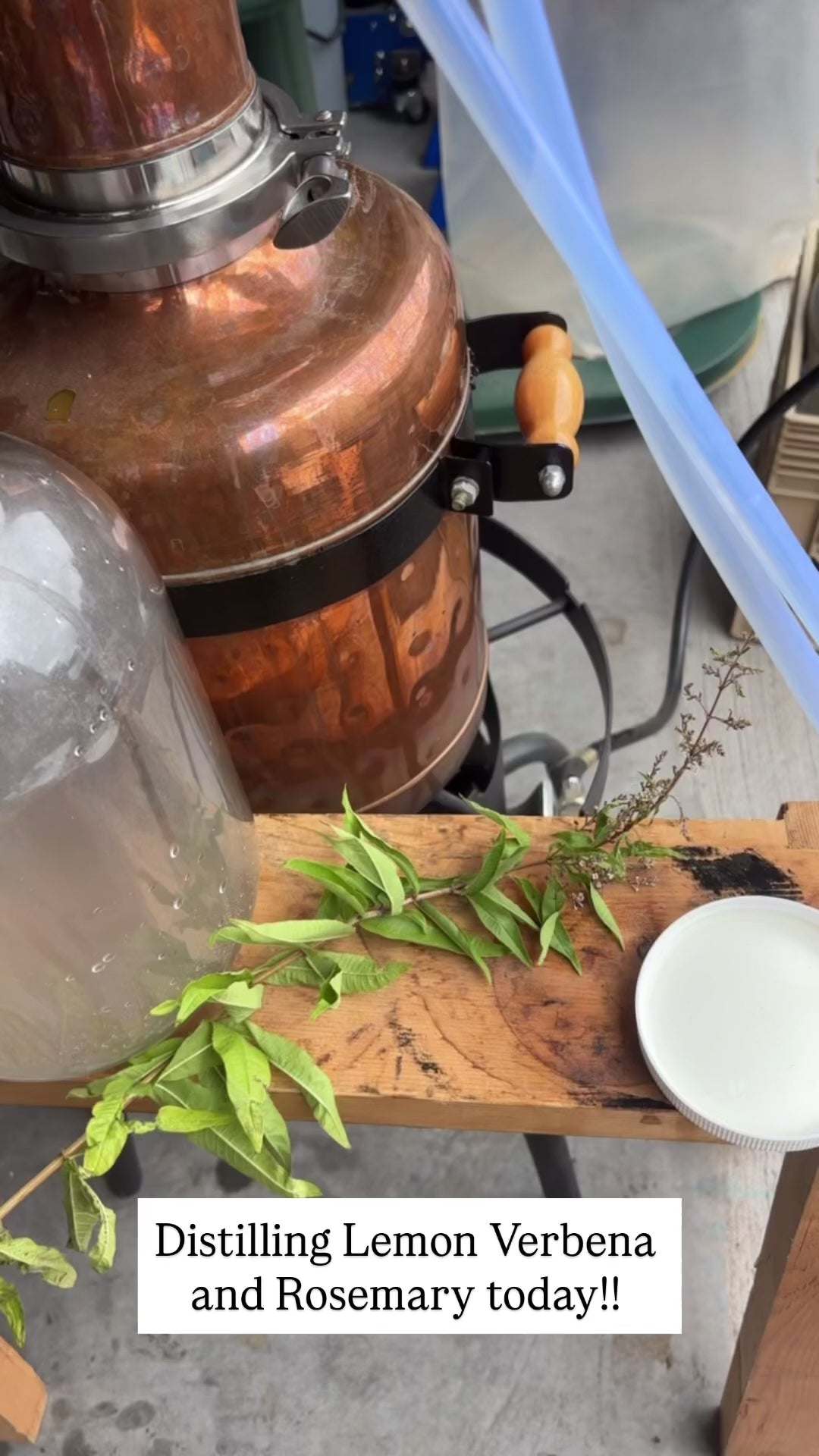 LEMON VERBENA & ROSMARY | hydrosol blend